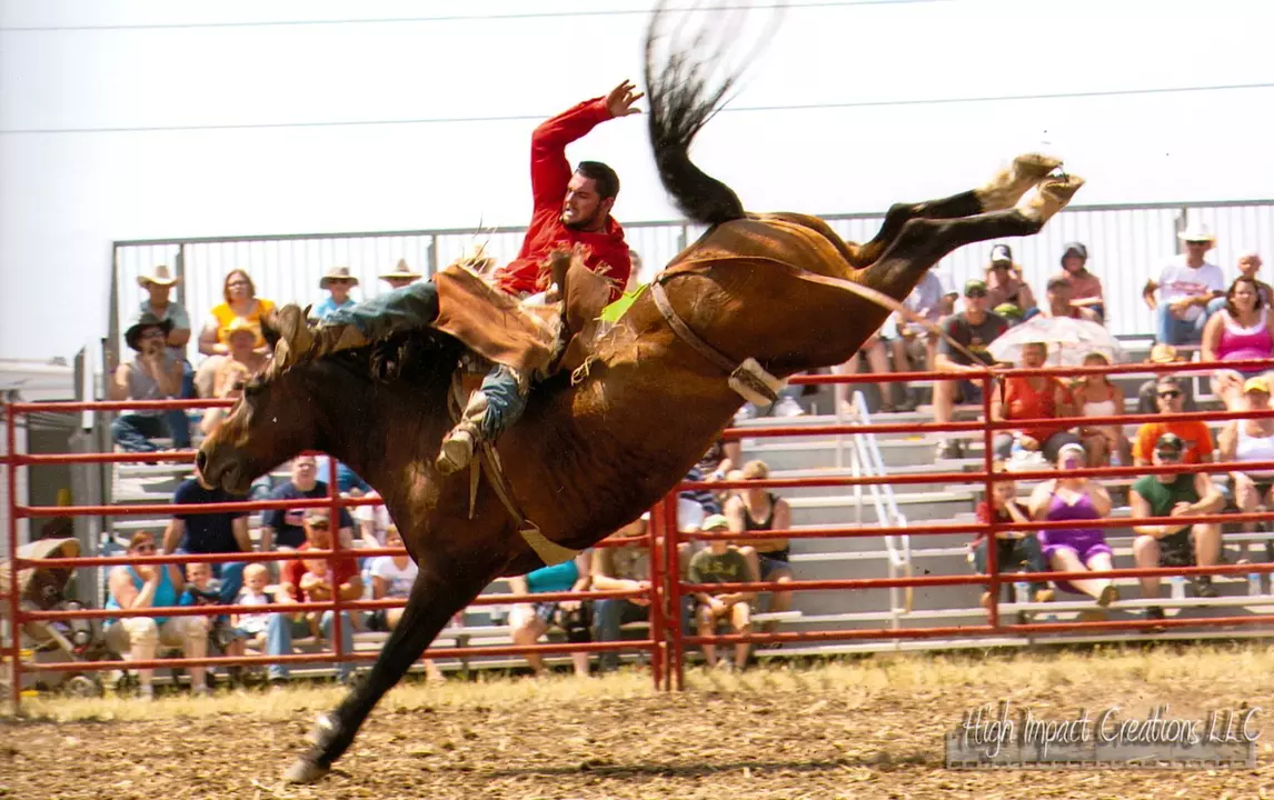 What causes a horse to buck in a rodeo?